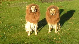 Dogs dressed like Lions