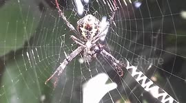 Spider eat food one bee