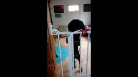 Cocker Spaniel puppy is veritable Houdini