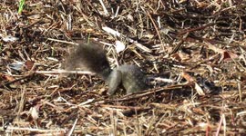 Squirrel searches for his nut!