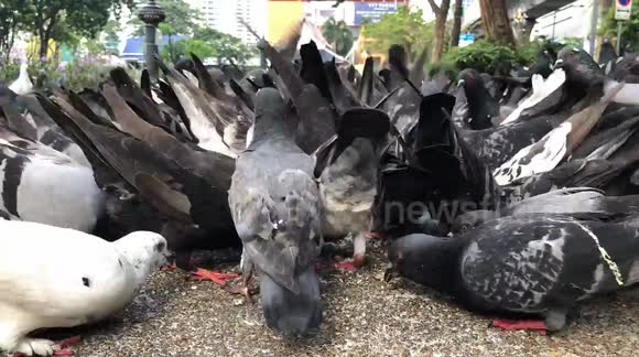 Time-lapse of Pigeons Feeding in a Park
