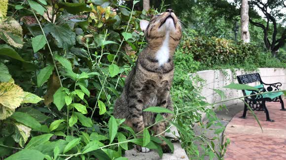 Cute Cat Looking and Stalking for Food