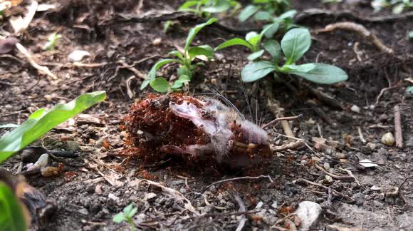 Ants Eating A Rat