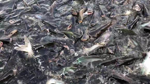 A School of Catfish Frenzy Feeding in a Riverr