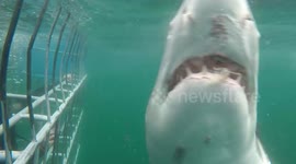 Tourists get a noseful as white shark goes in for a sniff