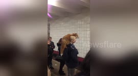 Fox rides Moscow metro on its owner's shoulder