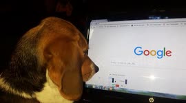 Beagle mesmerised my computer mouse 2