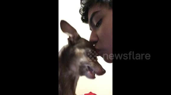 Boy calms angry dog by giving her a kiss on the nose