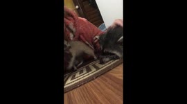 Meerkat loves teasing his raccoon sister