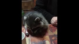 Raccoon enjoys snack at dinner table with the humans