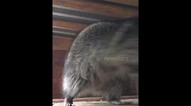 Raccoon dances with excitement while playing