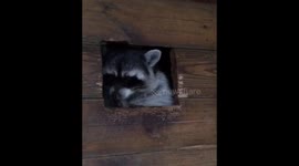 Fat raccoon has difficulty squeezing out of porthole