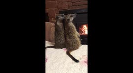 Chilly meerkats sit together by the fire