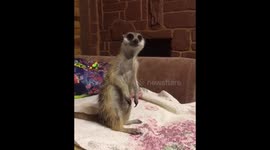Meerkats just want to do yoga stretches
