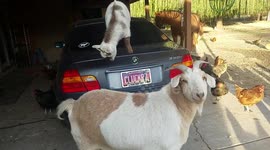 Dwarf Goat Goes Parkour All Over My BMW