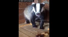 Badger just loves to eat biscuits