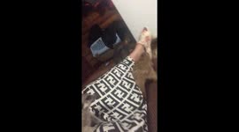 Pair of meerkats can't stop fighting - even in mum's lap!