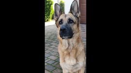 German shepherd catches cheese in slow motion