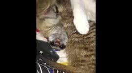 Cat looks after squabbling pair of meerkats