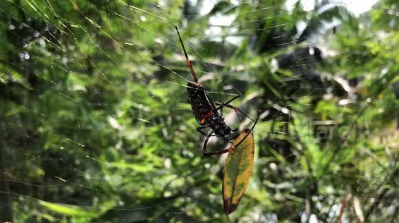 A Giant Black Spider Playing with a Leaf