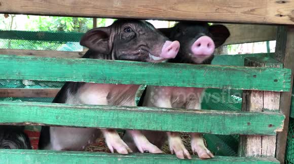 Two little piglets putting their snouts through a fence