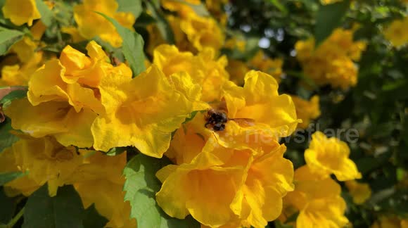 Two little brown ants fighting a bee in a beautiful yellow flower