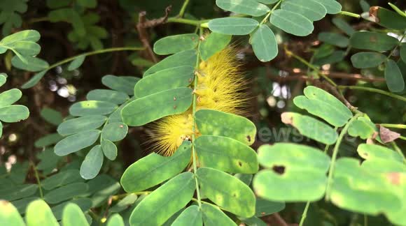 A Large Yellow Hairy Caterpillar