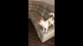 What got into her? Little terrier is bouncing off the walls with excitement