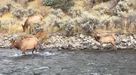 Elk wading in the Boiling River in Yellowstone National Park