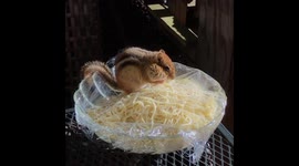Chipmunk squirrels away spaghetti for the winter