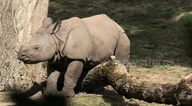 Baby rhino pretends to be stuck to get his mum's attention