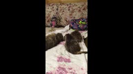 Adorable family of cat and meerkats lick each other clean and play together