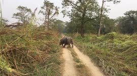 The dangerous rhinoceros in Chitwan National Park, Nepal.