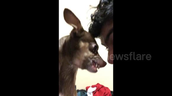 Newsflare Boy Calms Angry Dog By Giving Her A Kiss On The Nose Newsflare Boy Calms Angry Dog By Giving Her A Kiss On The Nose