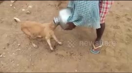 Villagers rescue street dog with head stuck in pot