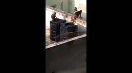 Cheeky monkeys take a dip inside city residence water tank in northern India