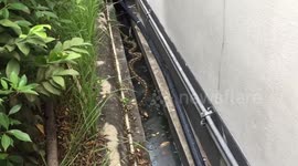 Motorists catch python swimming through drain at petrol station