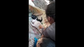 Farmer baffled after pregnant goat gives birth to 'half human, half pig, mutant creature'