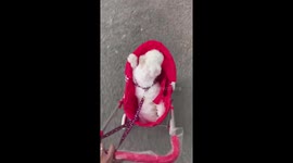 Shih Tzu Puppy Enjoys Her Doggy Pram