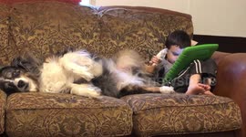 Who needs a stylus when you have a perfectly good paw?