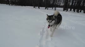 Snow Girl Alaskan Malamute Sojourner Truth