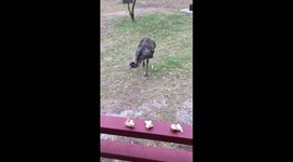 Emu eats with manner