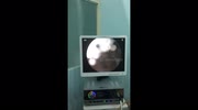 temp
