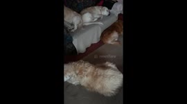 It's a dog's life but there's Nowhere to sit