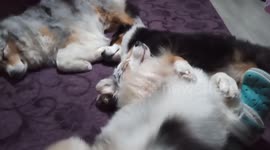 Fluffy Aussie dogs adore getting hair-dried after a bath