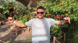 Flock of lorikeets swarm visitor during feeding time in California zoo
