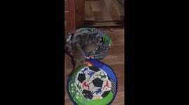 Raccoon and Meerkat can not share the bed