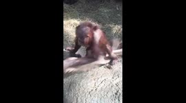 Baby Orangutan makes a Hammock!