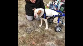 Rescue pup tries out doggy wheelchair for the first time