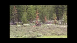 Largest ever black wolf in Yellowstone fights a pack of coyotes over a carcass